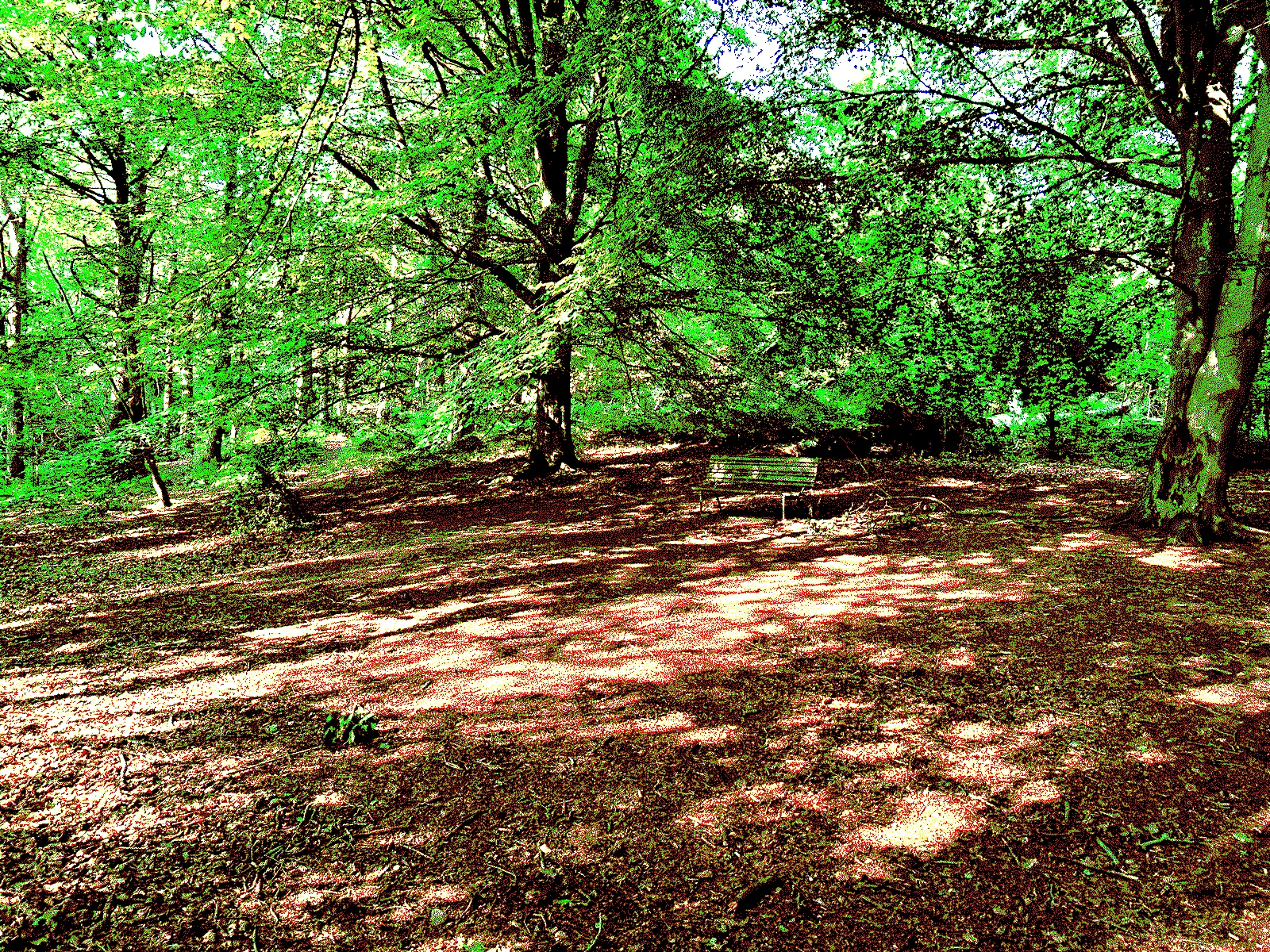 bench in the forest, dithered