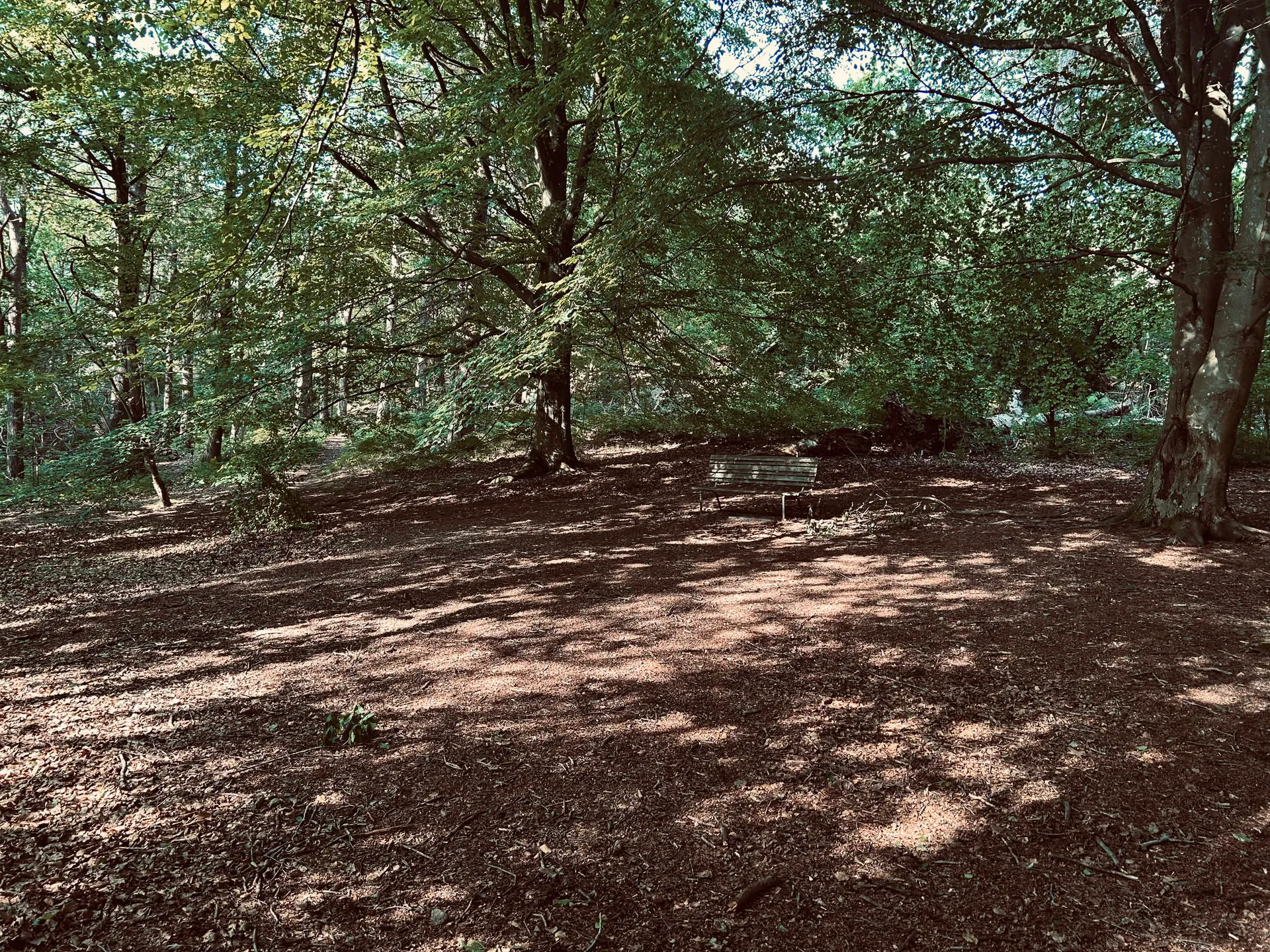 bench in the forest, out of the camera